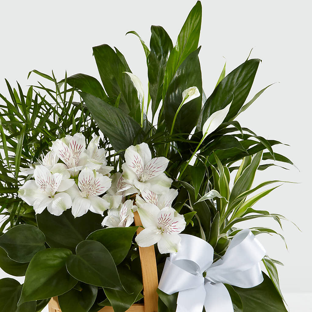 Peace & Serenity Dishgarden – True Blooms, Winters CA