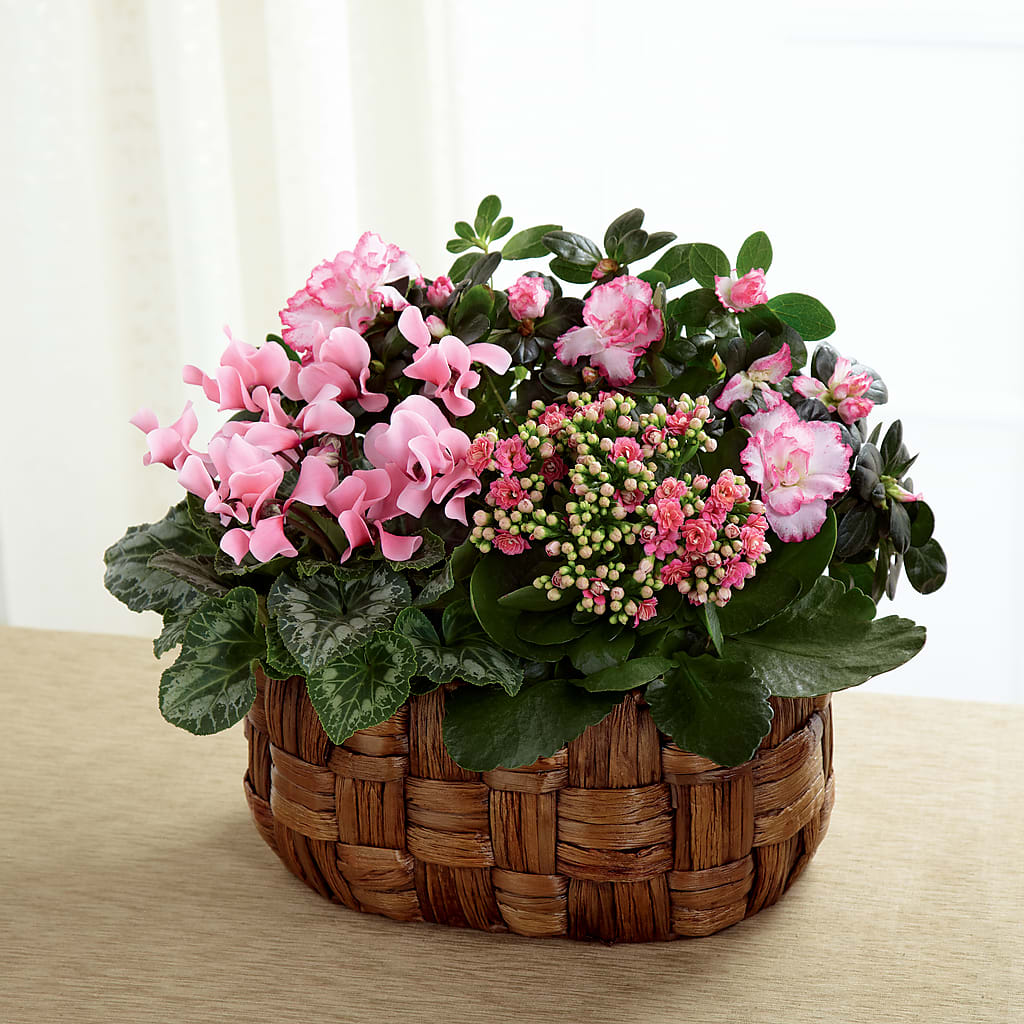 Pink Assortment – True Blooms, Winters CA