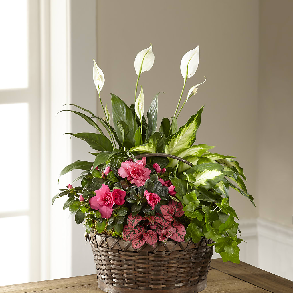 Dream in Pink Dishgarden – True Blooms, Winters CA