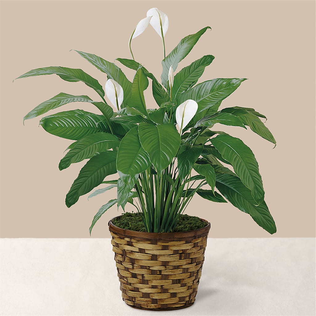 Tranquil Moments Peace Lily Plant – True Blooms, Winters CA