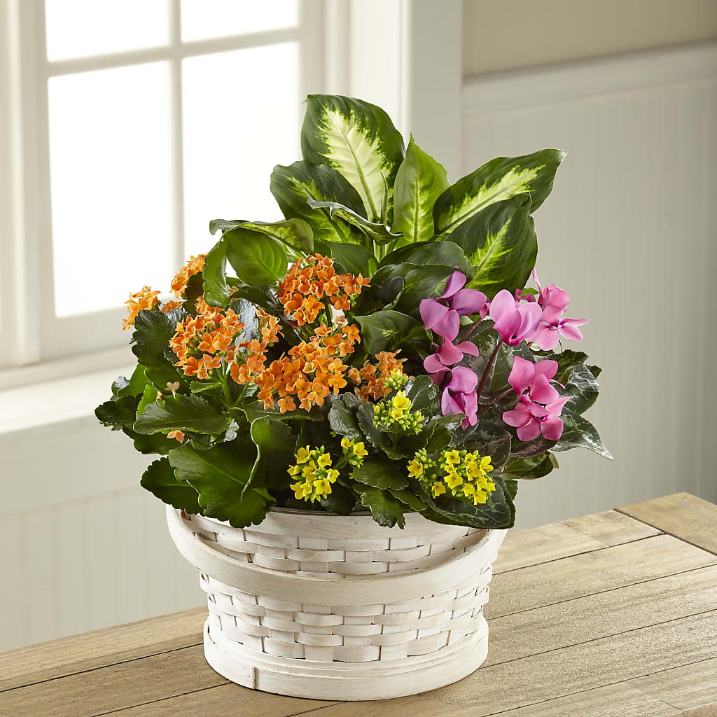 Color Crush Dishgarden – True Blooms, Winters CA