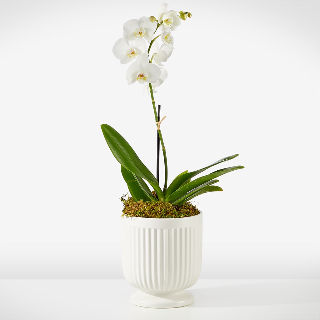 Whispering White Orchid – True Blooms, Winters CA