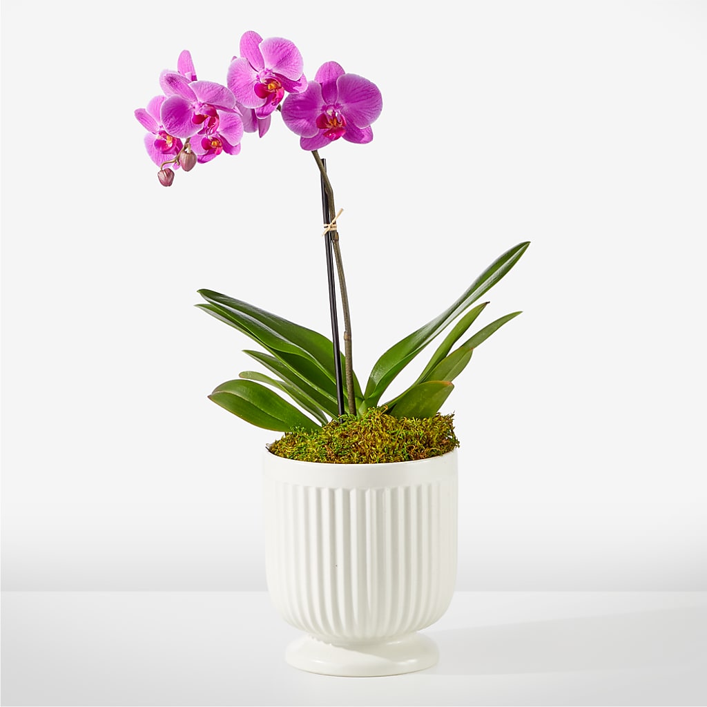 Friendly Fuchsia Orchid – True Blooms, Winters CA