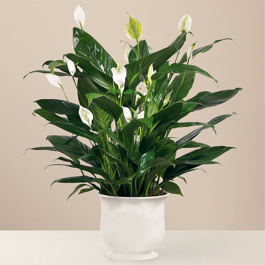 Comfort Planter – True Blooms, Winters CA