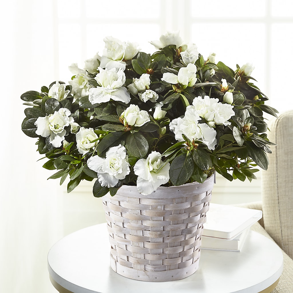 White Azalea Plant – True Blooms, Winters CA