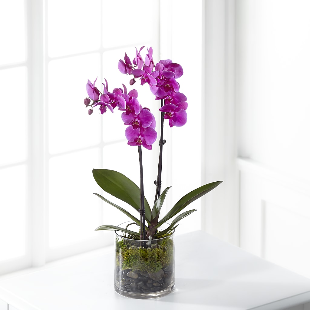 Pink Orchid Plant – True Blooms, Winters CA