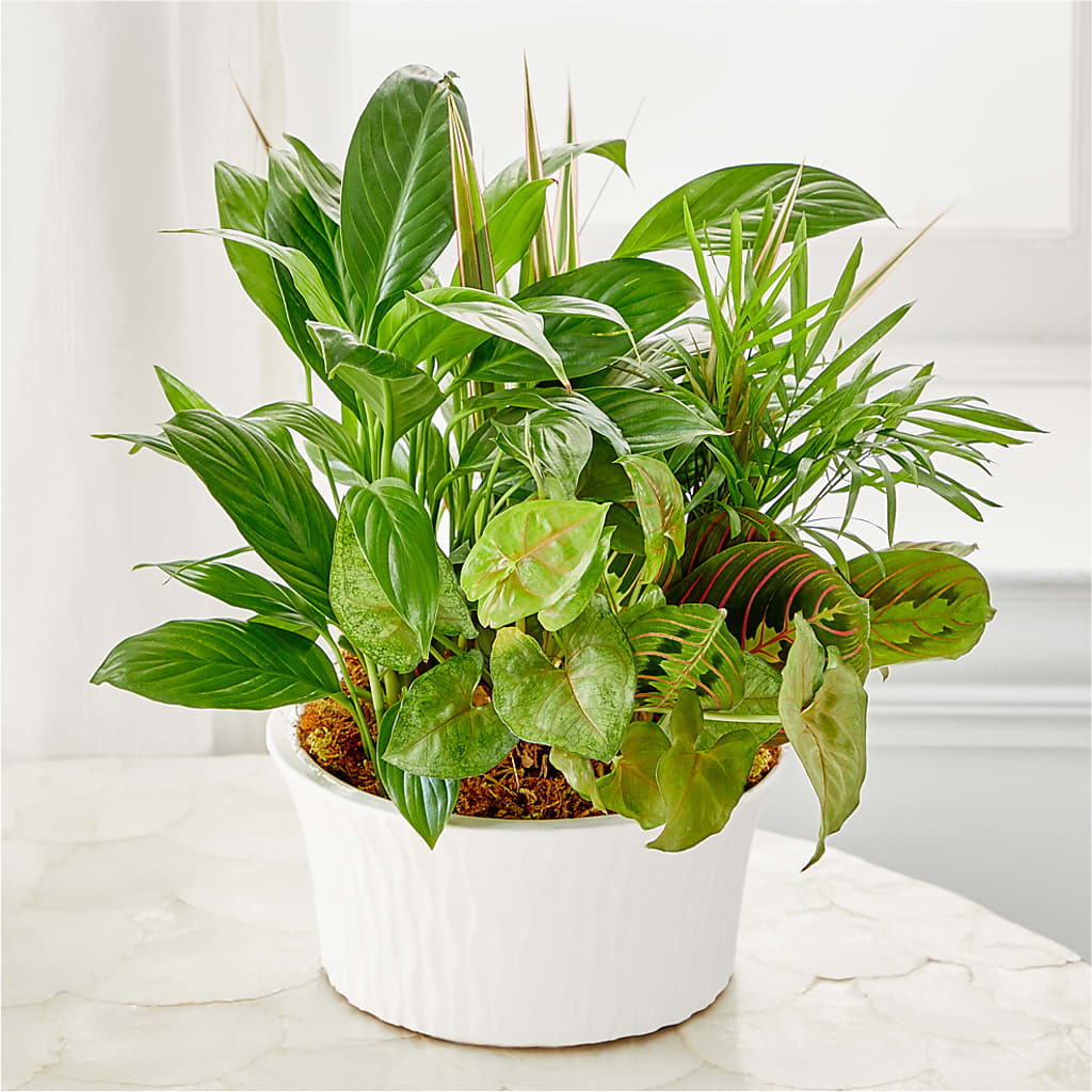 Balance & Harmony Dishgarden – True Blooms, Winters CA