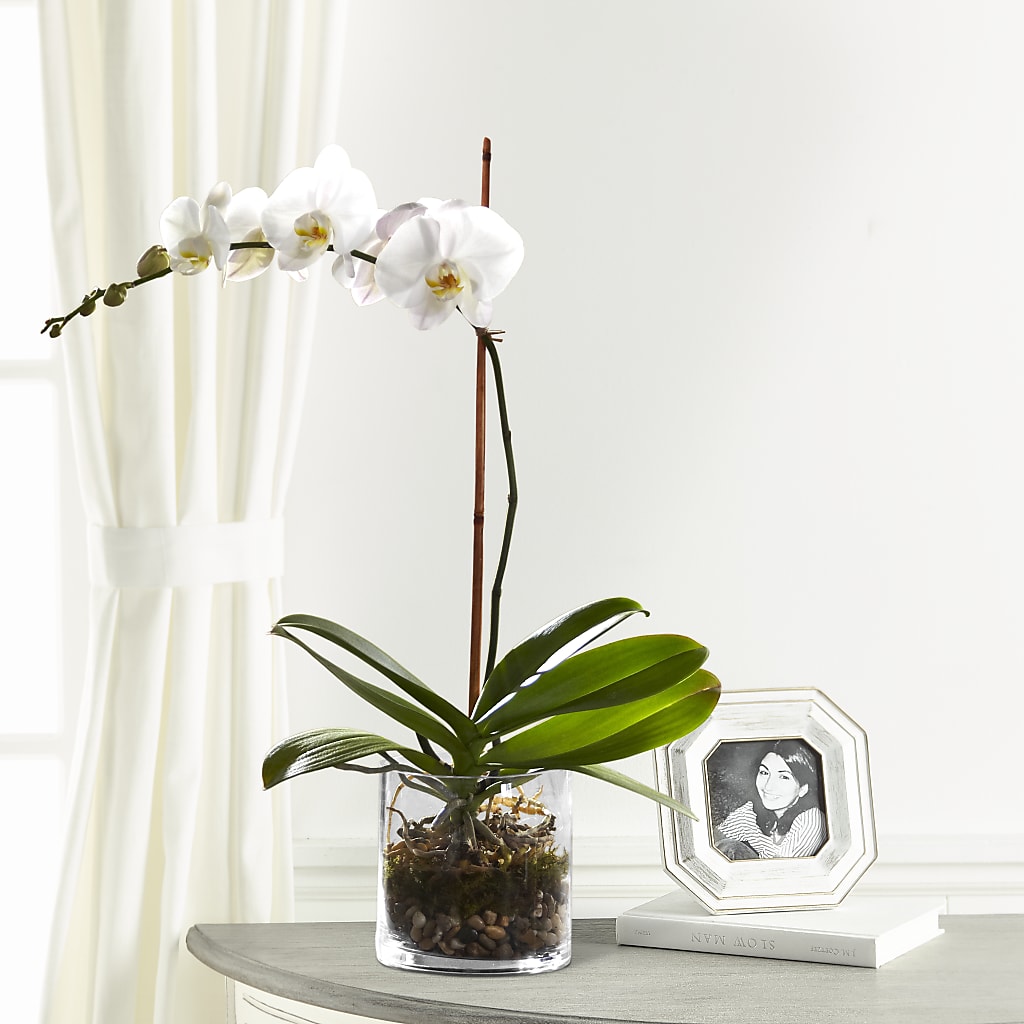 White Orchid Planter – True Blooms, Winters CA