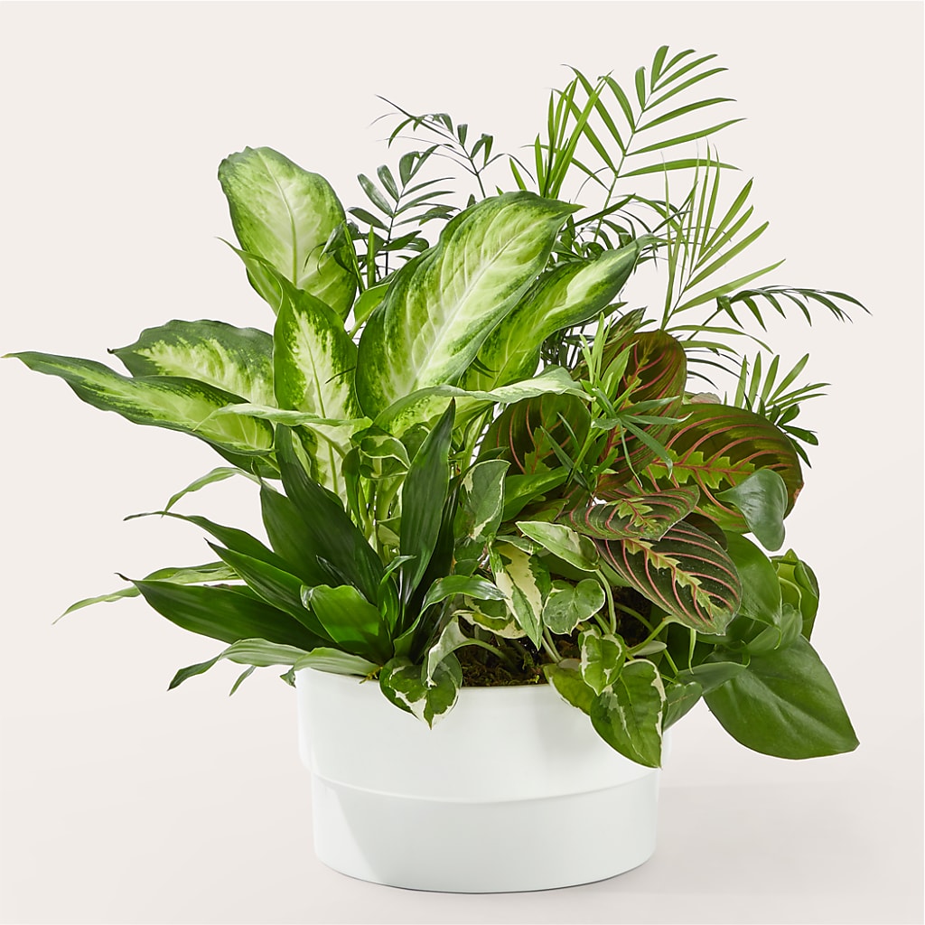 Radiating Positivity Dishgarden – True Blooms, Winters CA