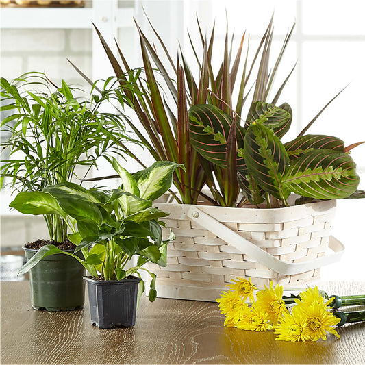 Florist Designed Blooming and Green Plants in a Basket –  True Blooms, Winters CA