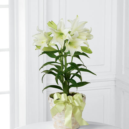 Easter Lily Plant –  True Blooms, Winters CA