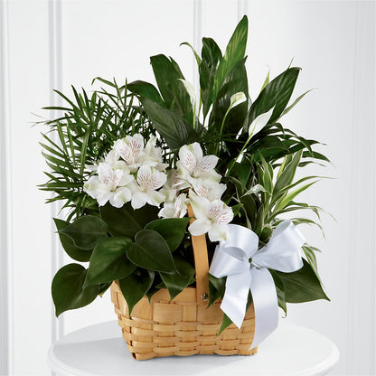 Peace & Serenity Dishgarden –  True Blooms, Winters CA