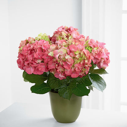 Pink Hydrangea Planter –  True Blooms, Winters CA
