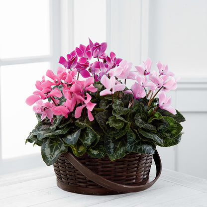 Mixed Cyclamen Planter –  True Blooms, Winters CA
