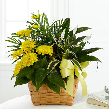Loving Light Dishgarden –  True Blooms, Winters CA