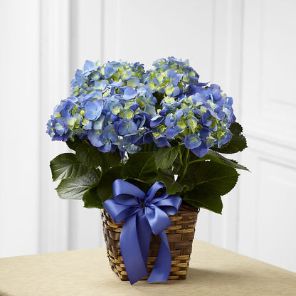 Blue Hydrangea Planter –  True Blooms, Winters CA