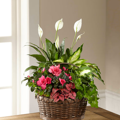 Dream in Pink Dishgarden –  True Blooms, Winters CA