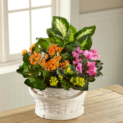 Color Crush Dishgarden –  True Blooms, Winters CA