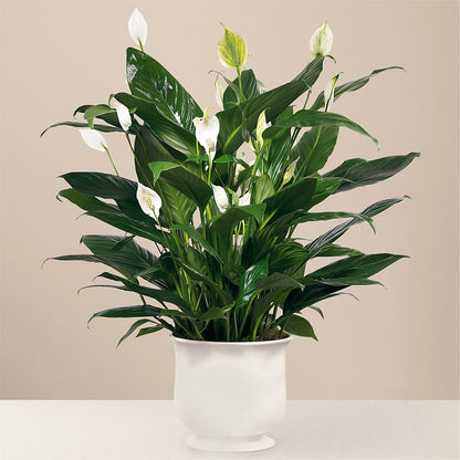 Comfort Planter –  True Blooms, Winters CA