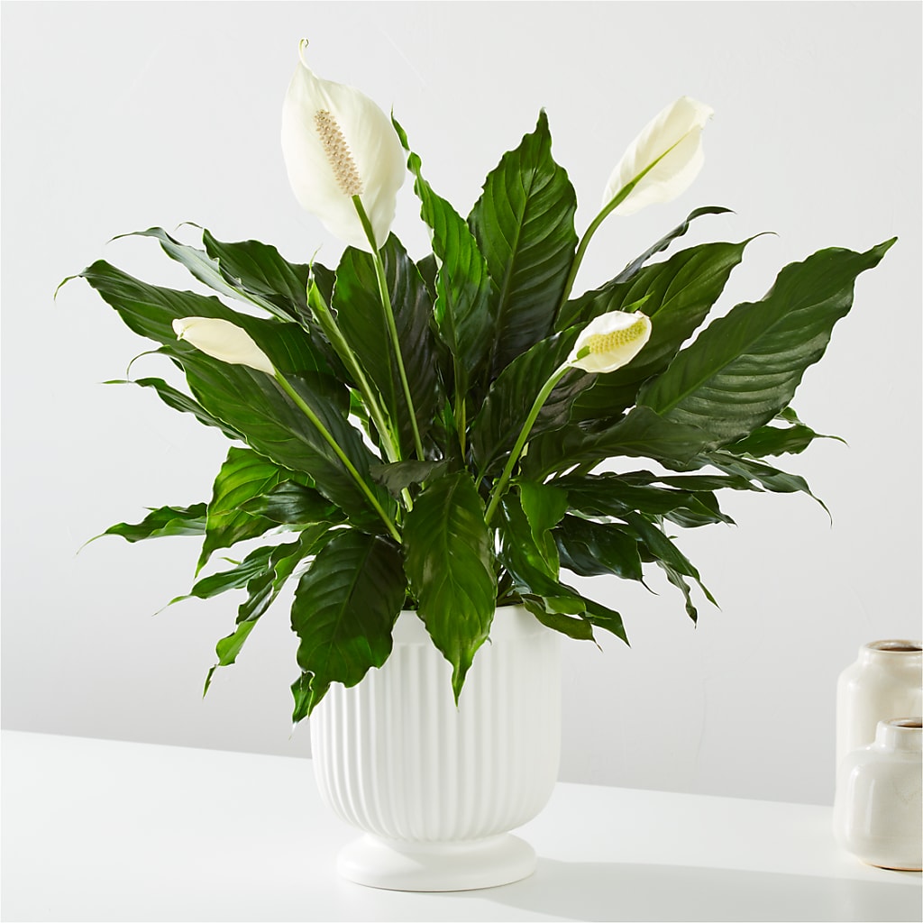Comfort Planter –  True Blooms, Winters CA