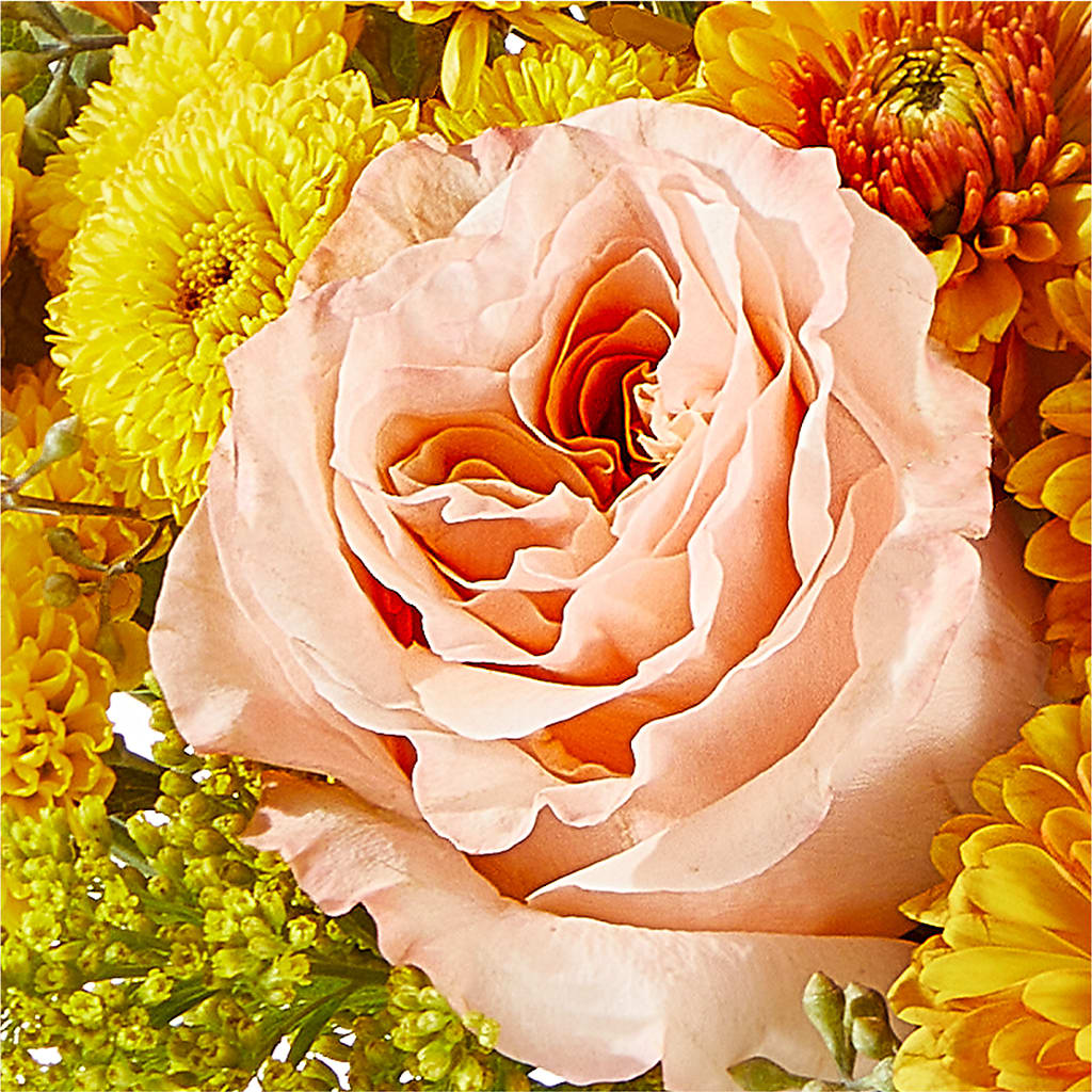 Peachy Pumpkin –  True Blooms, Winters CA
