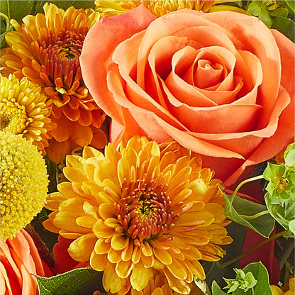 Gourdgeous Pumpkin –  True Blooms, Winters CA
