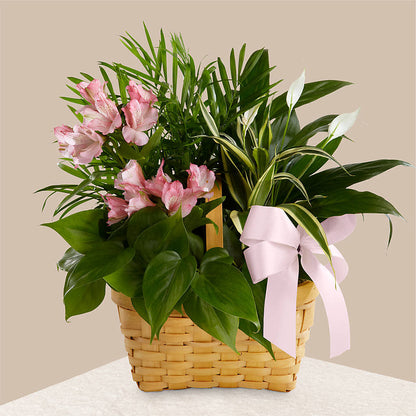 Living Spirit Dishgarden –  True Blooms, Winters CA