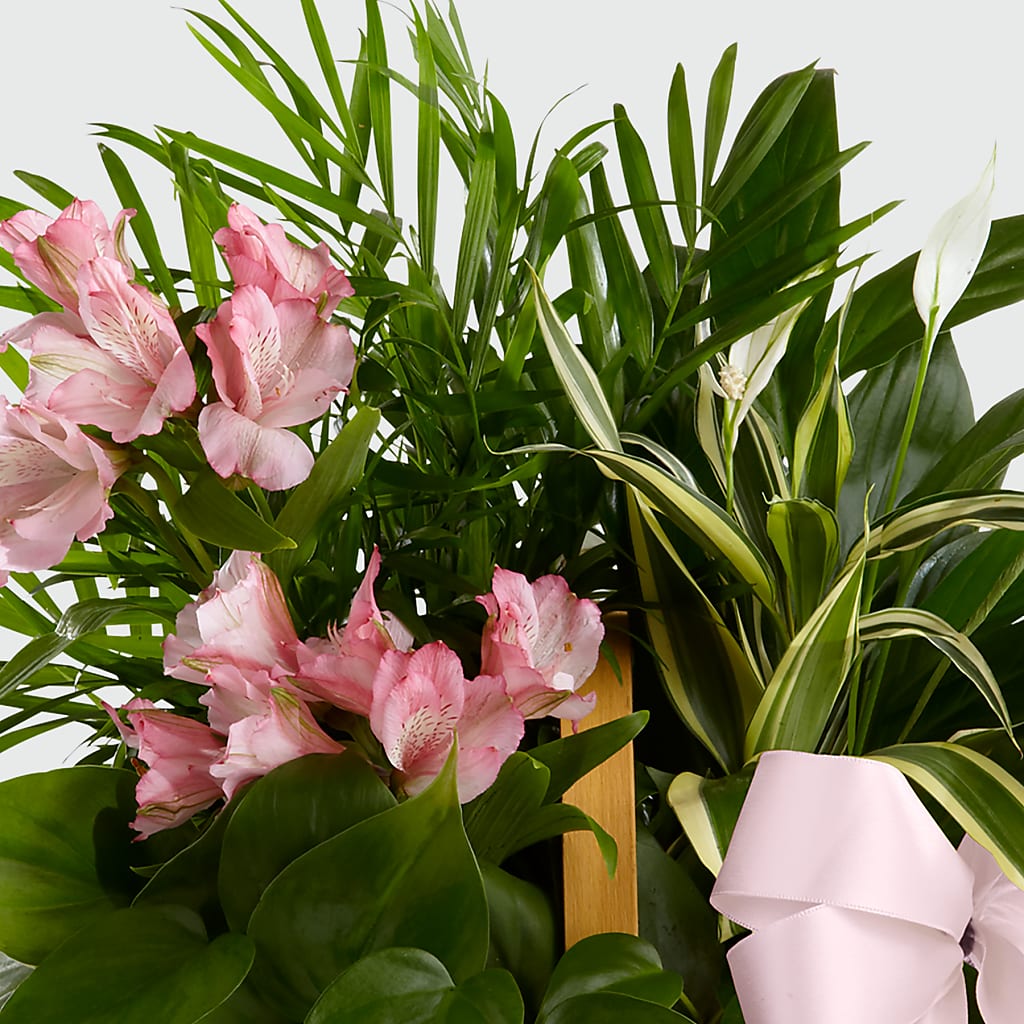 Living Spirit Dishgarden –  True Blooms, Winters CA