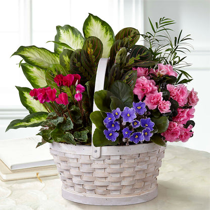 Peaceful Garden Planter –  True Blooms, Winters CA