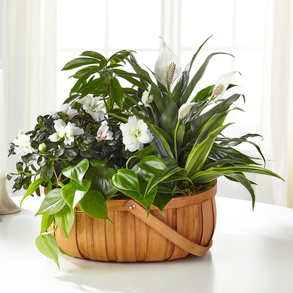 Serene Dishgarden –  True Blooms, Winters CA