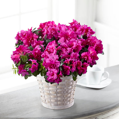 Hope & Serenity Azalea Plant –  True Blooms, Winters CA