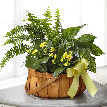 Always Dear Dishgarden –  True Blooms, Winters CA
