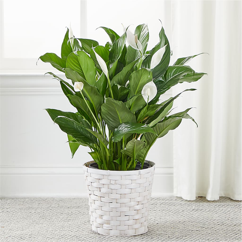 A New Leaf Peace Lily –  True Blooms, Winters CA