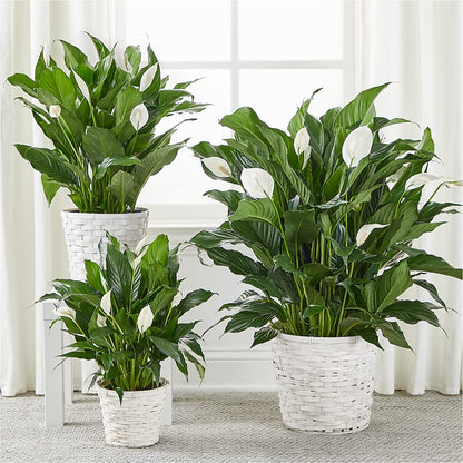 A New Leaf Peace Lily –  True Blooms, Winters CA