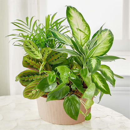 Balance & Harmony Dishgarden –  True Blooms, Winters CA
