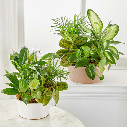 Balance & Harmony Dishgarden –  True Blooms, Winters CA
