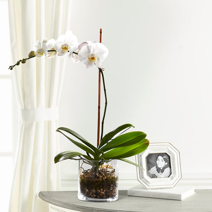 White Orchid Planter –  True Blooms, Winters CA