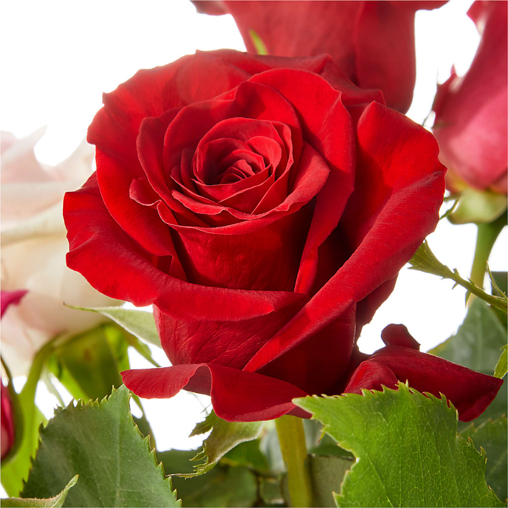 Love Notes Rose Bouquet –  True Blooms, Winters CA